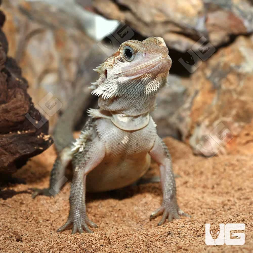 Juvenile Pied Genetic Stripe Translucent Bearded Dragon #1 - Image 2