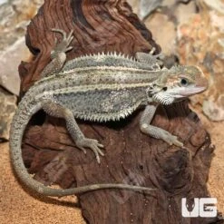 Juvenile Pied Genetic Stripe Translucent Bearded Dragon #1