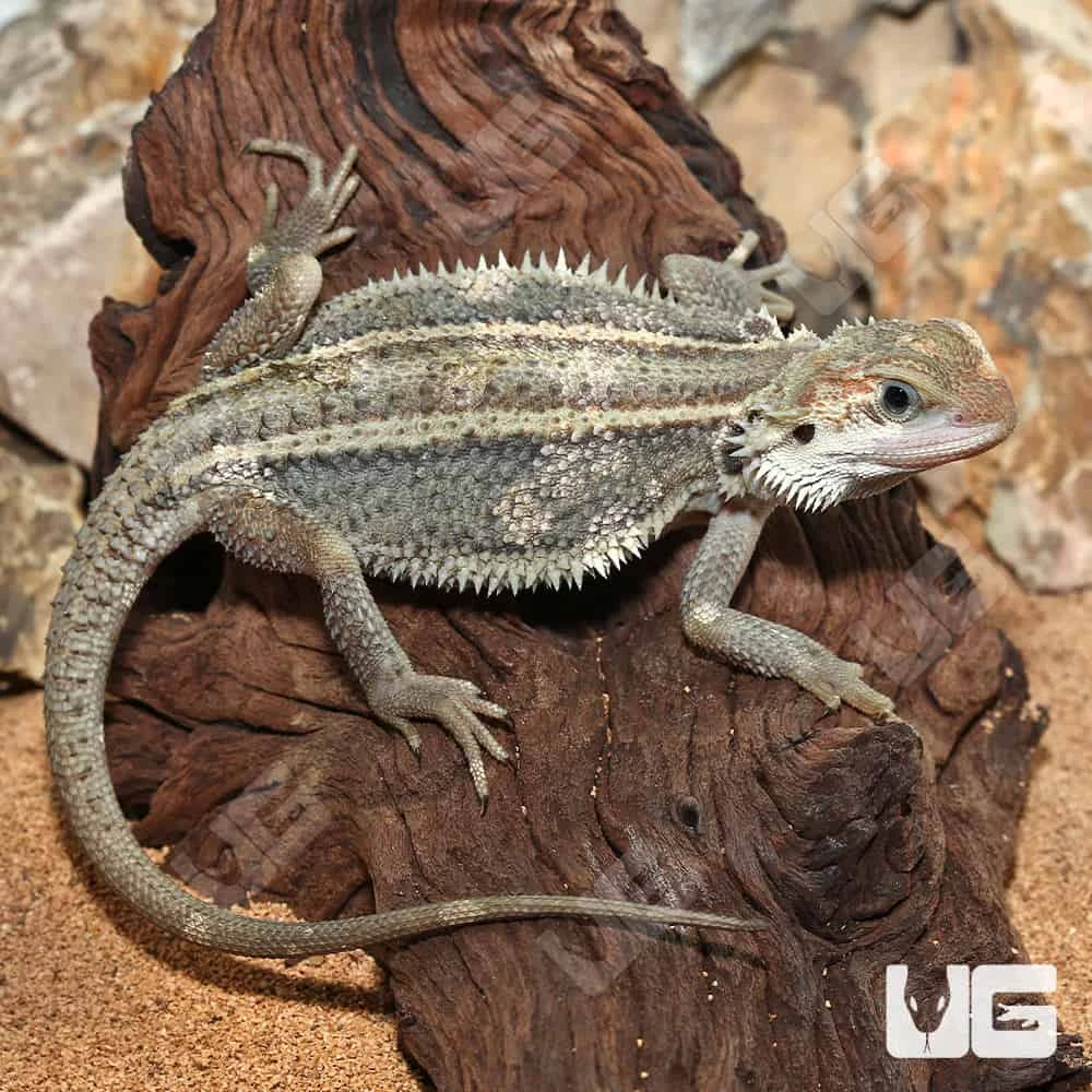 Juvenile Pied Genetic Stripe Translucent Bearded Dragon #1