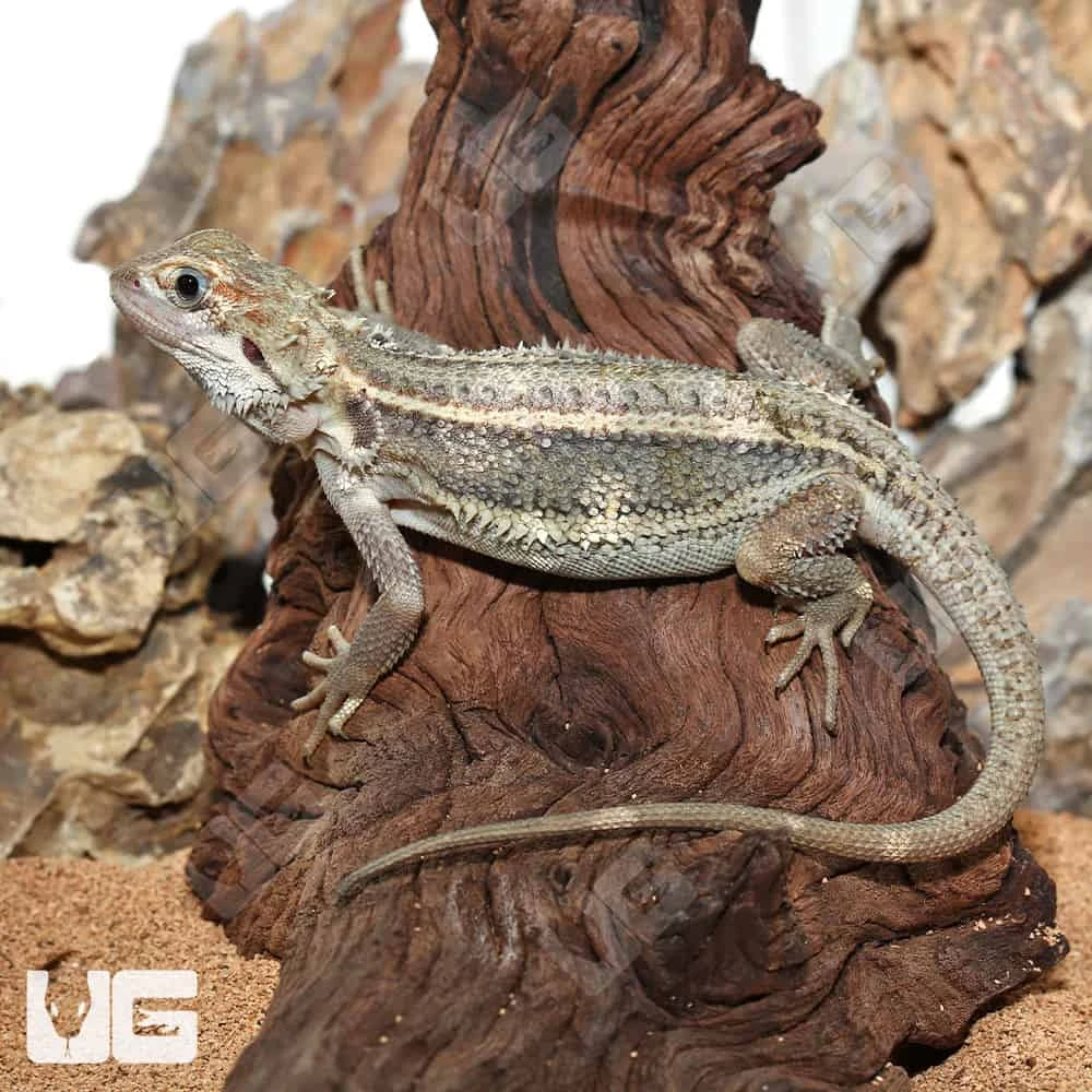 Juvenile Pied Genetic Stripe Translucent Bearded Dragon #1 - Image 3