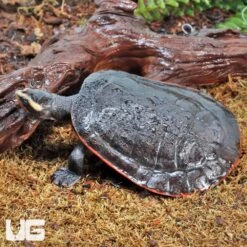 Juvenile Pinkbelly Sideneck Turtle