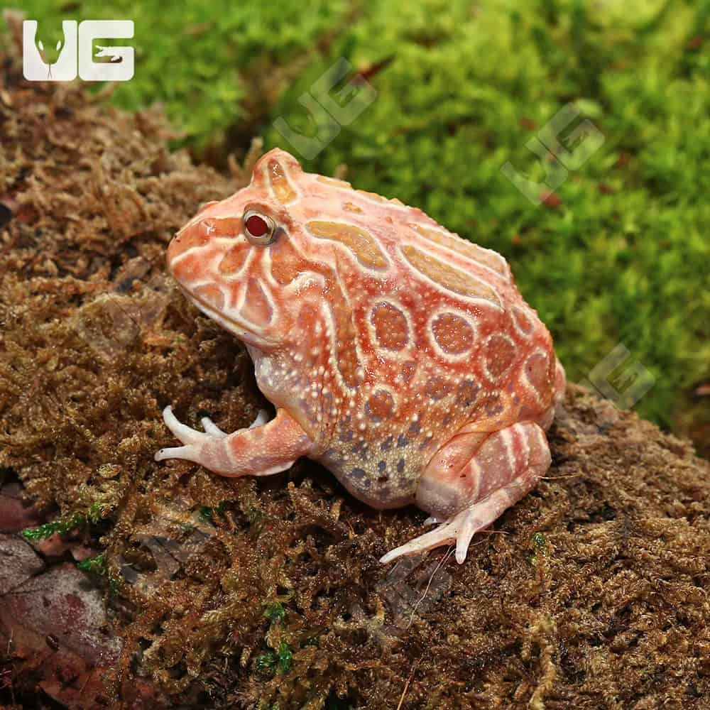 Juvenile Raspberry Pacman Frog