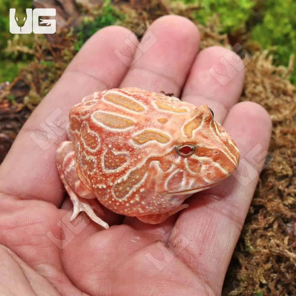 Juvenile Raspberry Pacman Frog - Image 2