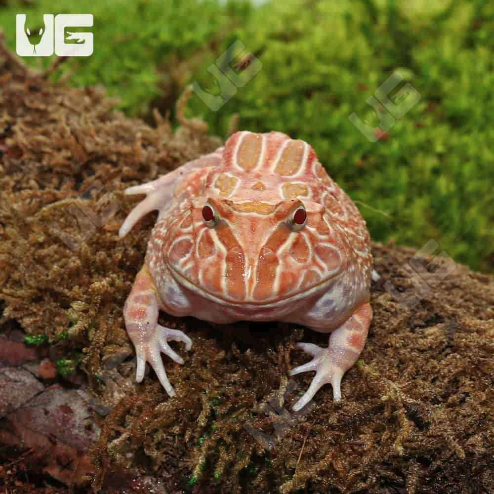 Juvenile Raspberry Pacman Frog - Image 3