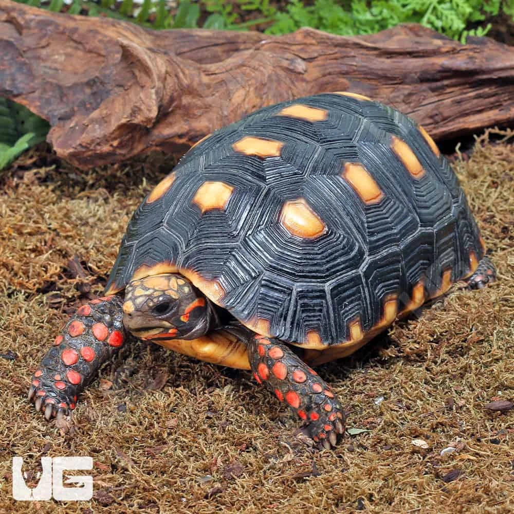 Juvenile Redfoot Tortoise