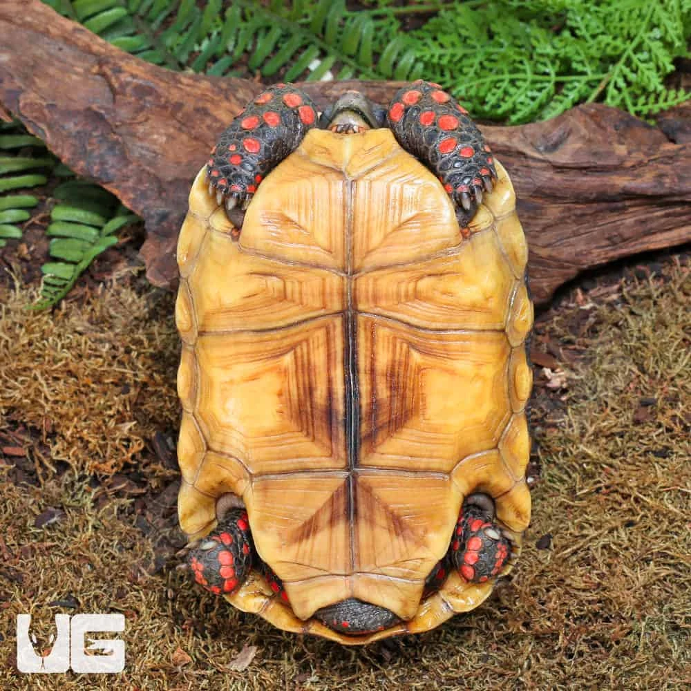 Juvenile Redfoot Tortoise - Image 4