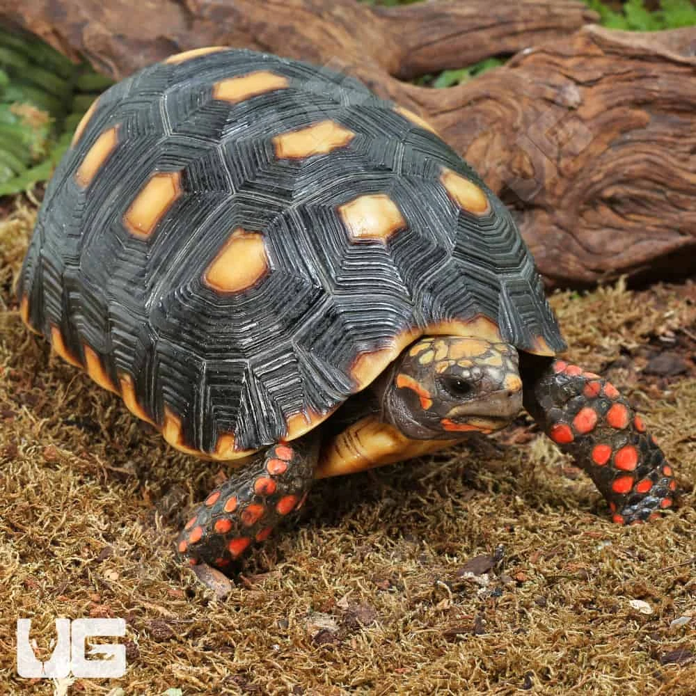 Juvenile Redfoot Tortoise - Image 3