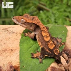 Juvenile Harlequin Crested Gecko