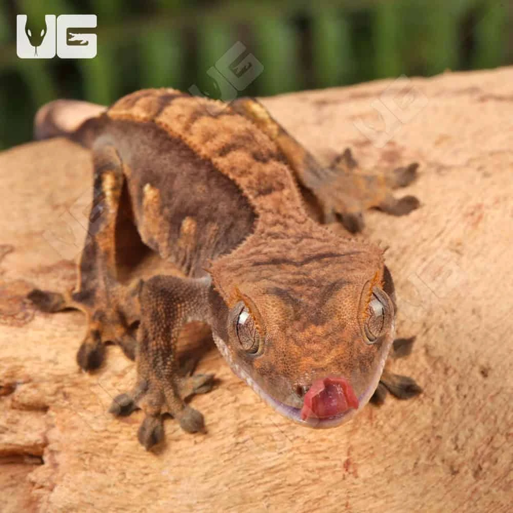 Juvenile Harlequin Crested Gecko - Image 2