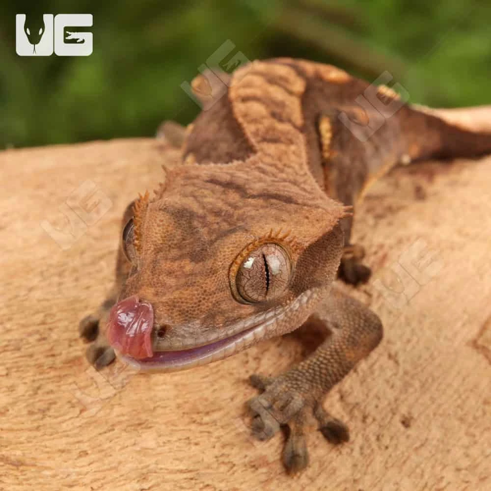 Juvenile Harlequin Crested Gecko - Image 3