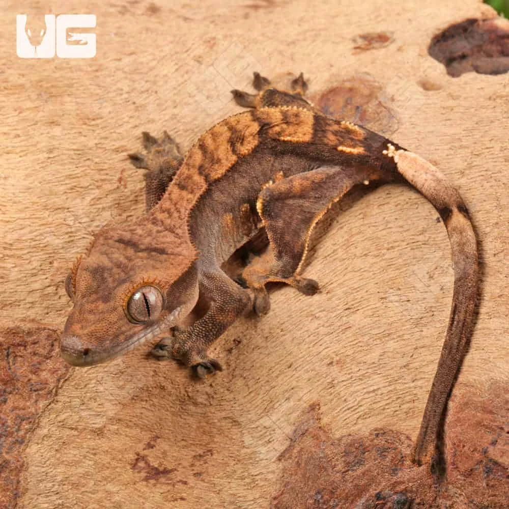Juvenile Harlequin Crested Gecko - Image 4