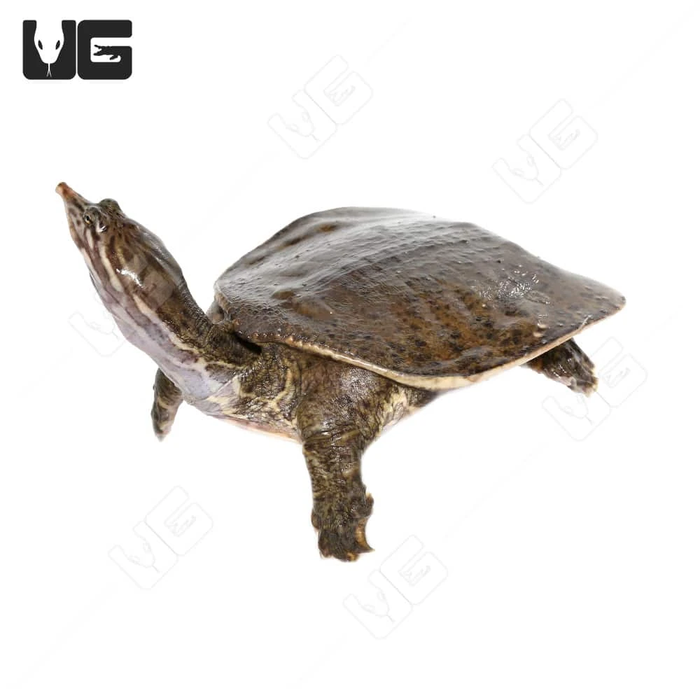 Juvenile Spiny Softshell Turtle - Image 2