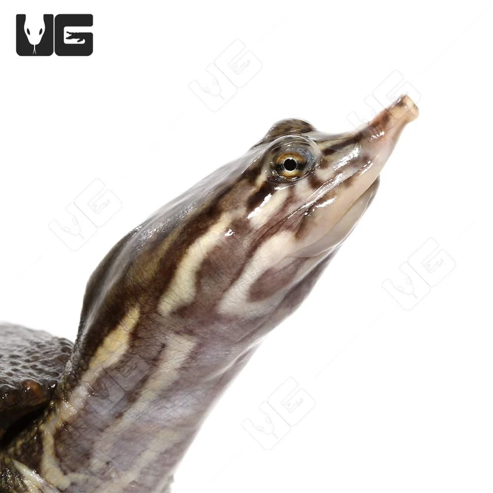 Juvenile Spiny Softshell Turtle - Image 4
