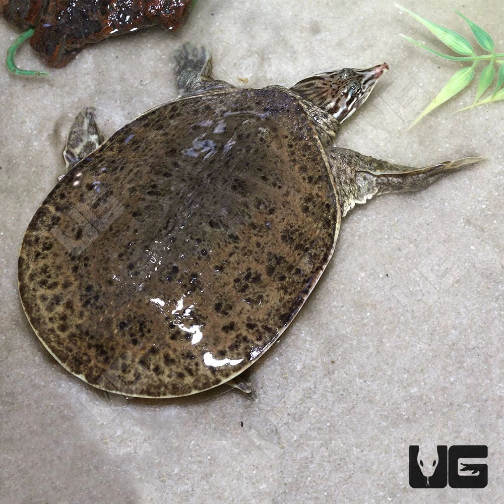 Juvenile Spiny Softshell Turtle