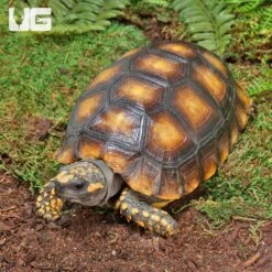Juvenile Amazon Basin Yellowfoot Tortoise