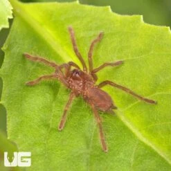 King Baboon Tarantula (.5 – .75″)
