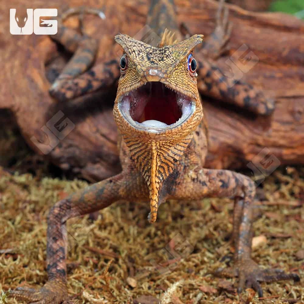 Kuhl’s Anglehead Lizard - Image 4