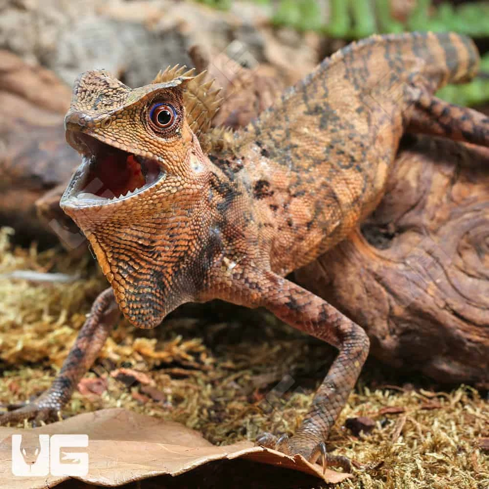 Kuhl’s Anglehead Lizard - Image 2