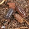 Lake Placid Gem Mix Isopods