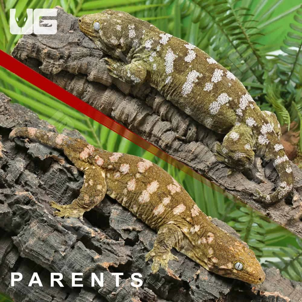 Baby Leachianus Gecko #2 - Image 4