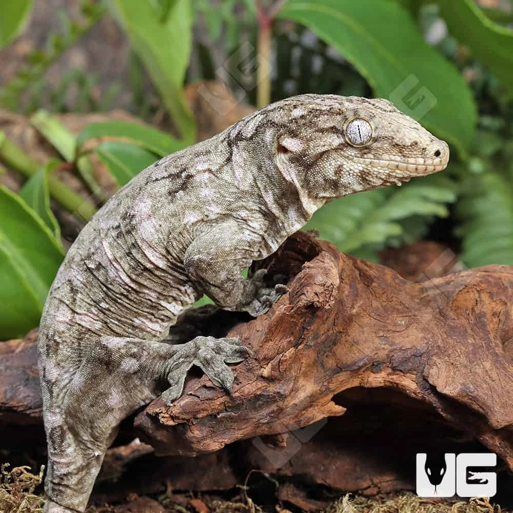 Subadult Female Leachianus Gecko #2 - Image 2