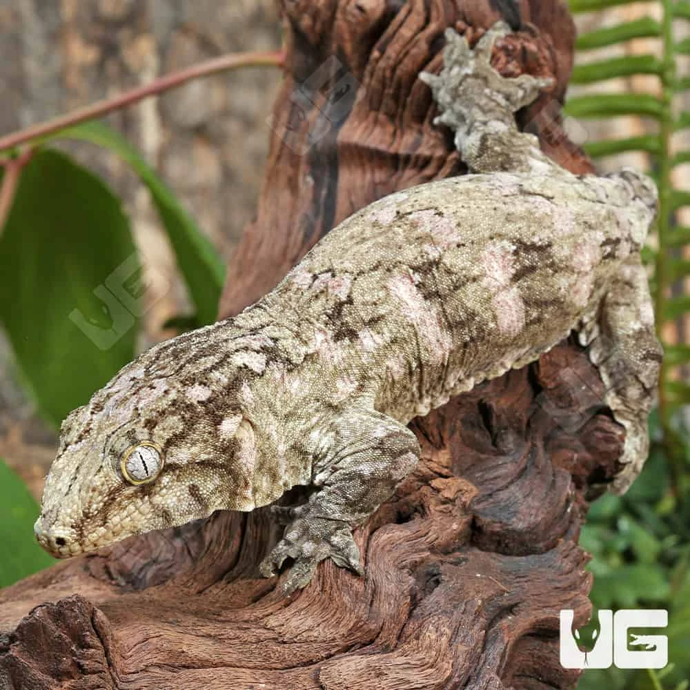 Subadult Female Leachianus Gecko #2 - Image 3