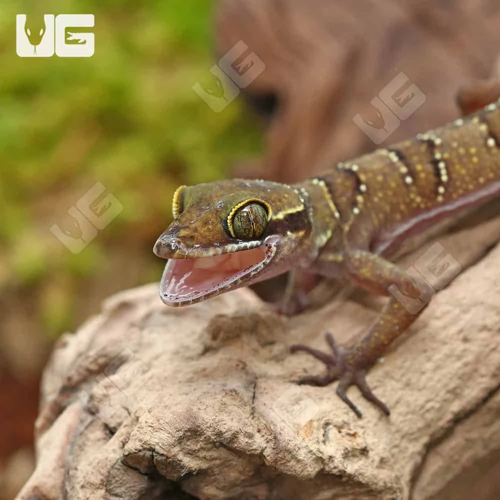 Lekaqul’s Bent Toed Gecko - Image 2