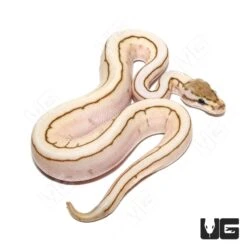 Baby Male Lesser Spider Pinstripe Ball Python