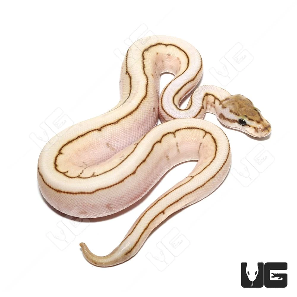 Baby Male Lesser Spider Pinstripe Ball Python