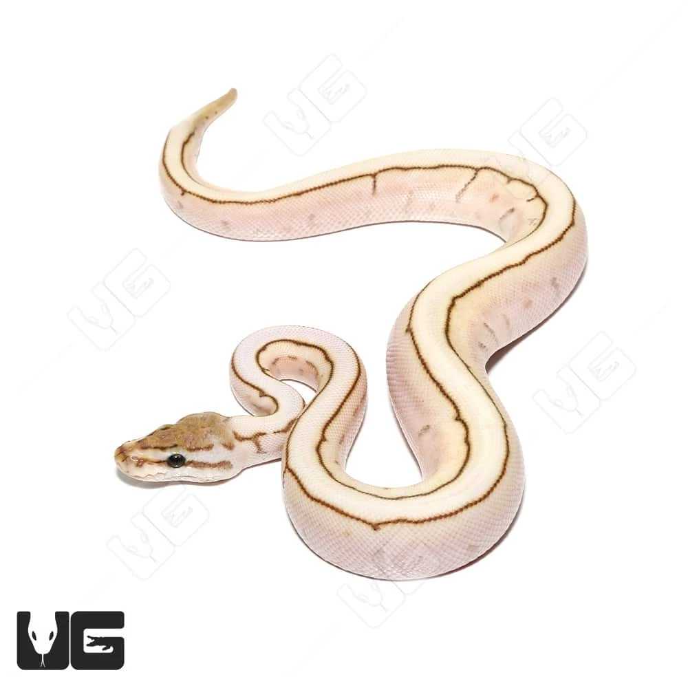 Baby Male Lesser Spider Pinstripe Ball Python - Image 4