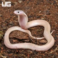 Leucistic Indonesian Spitting Cobra