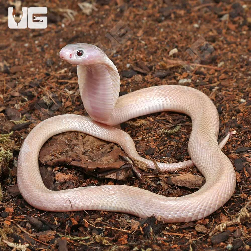 Leucistic Indonesian Spitting Cobra