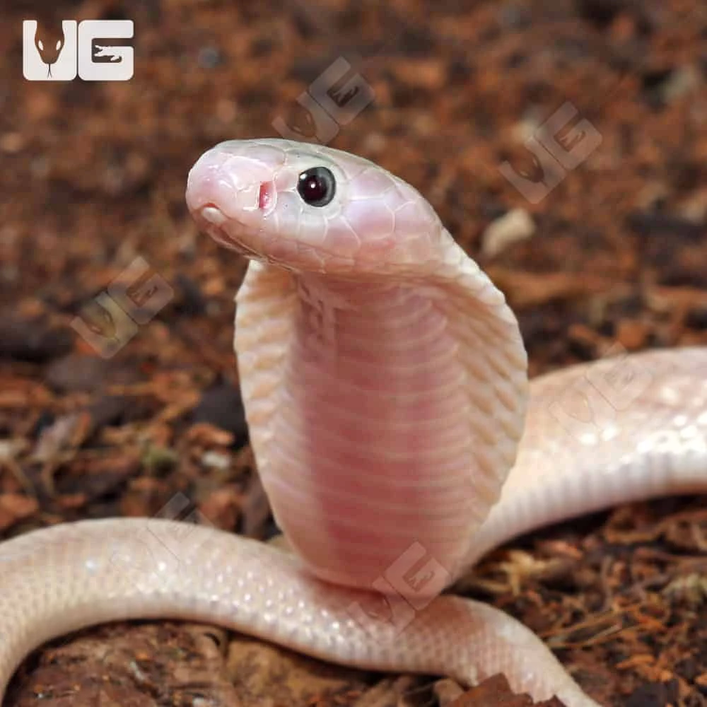 Leucistic Indonesian Spitting Cobra - Image 2