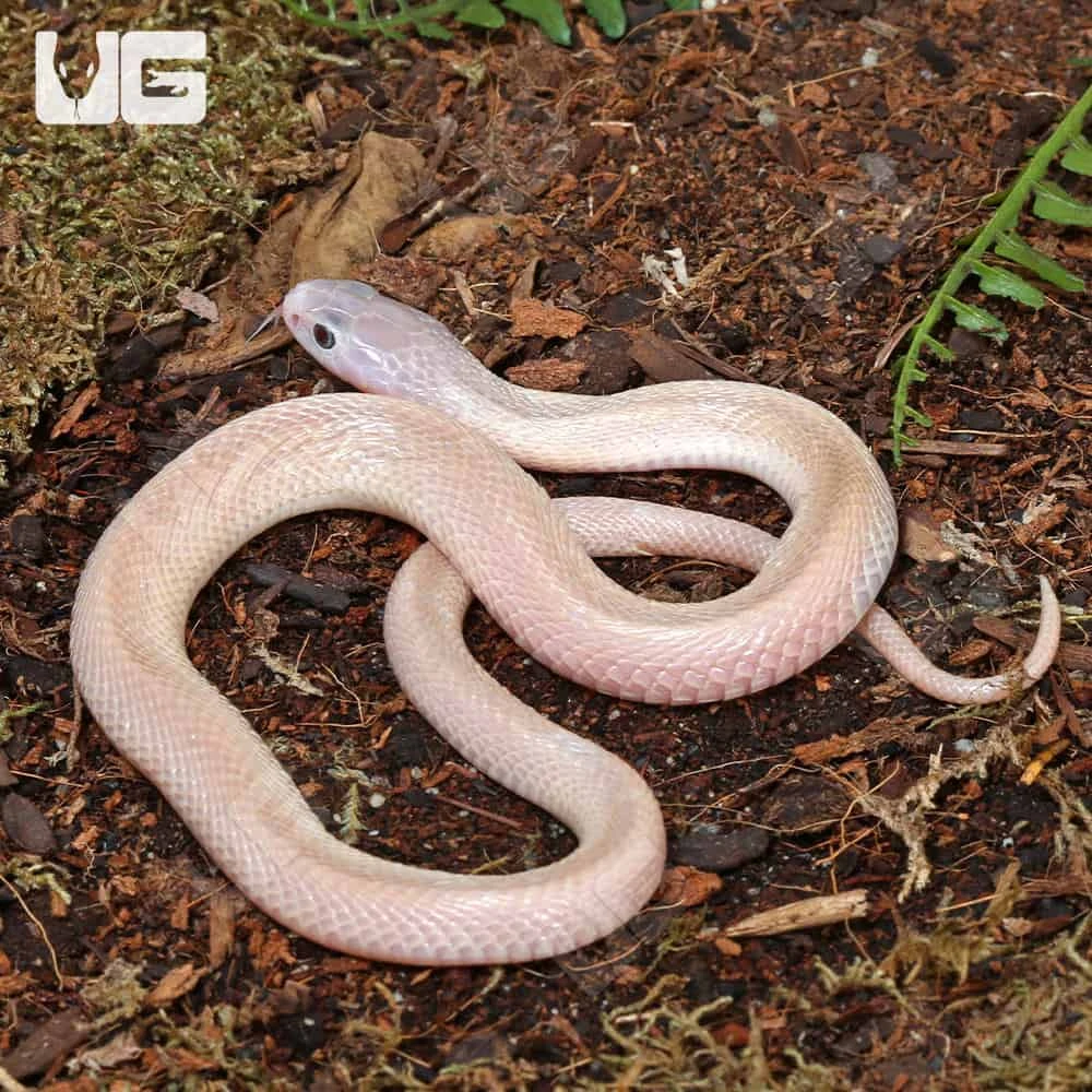 Leucistic Indonesian Spitting Cobra - Image 3