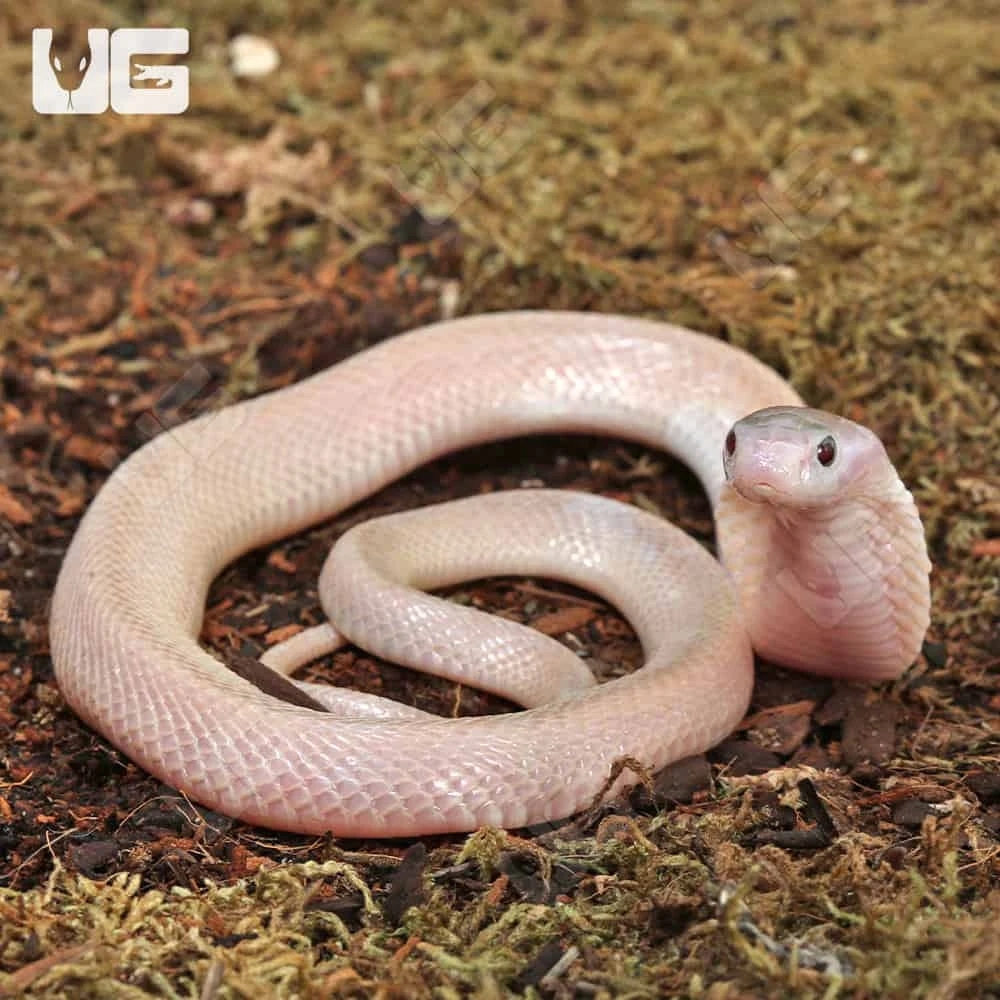 Leucistic Indonesian Spitting Cobra - Image 4
