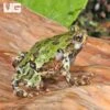 Madagascar Marbled Rain Frog