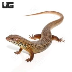 Major Skink