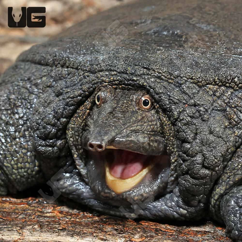 Malayan Softshell Turtle