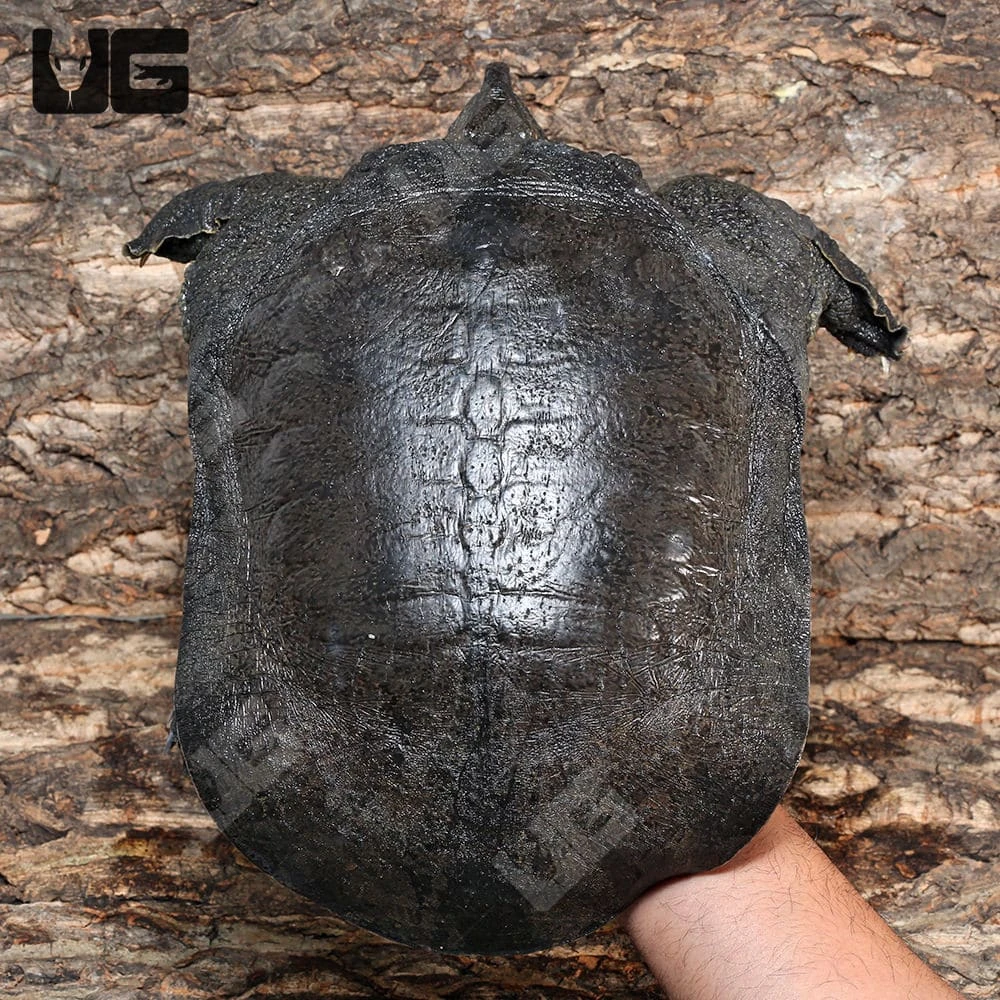 Malayan Softshell Turtle - Image 2