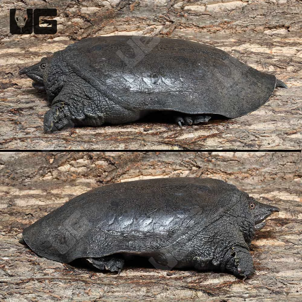 Malayan Softshell Turtle - Image 3