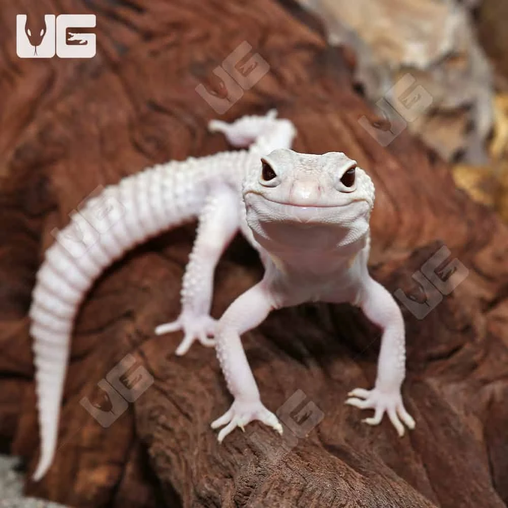 Adult Male Diablo Blanco Leopard Gecko - Image 4