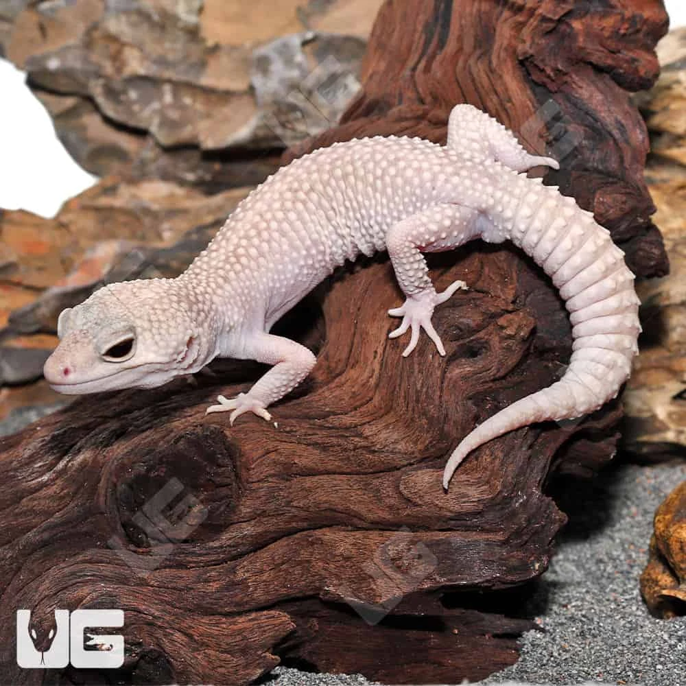 Adult Male Diablo Blanco Leopard Gecko - Image 3