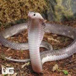 Male Pied Indonesian Spitting Cobra