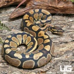 Male Pos Super Mandarin Ball Python #J40