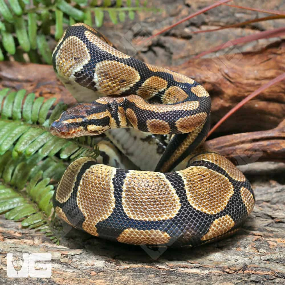 Male Pos Super Mandarin Ball Python #J40 - Image 4