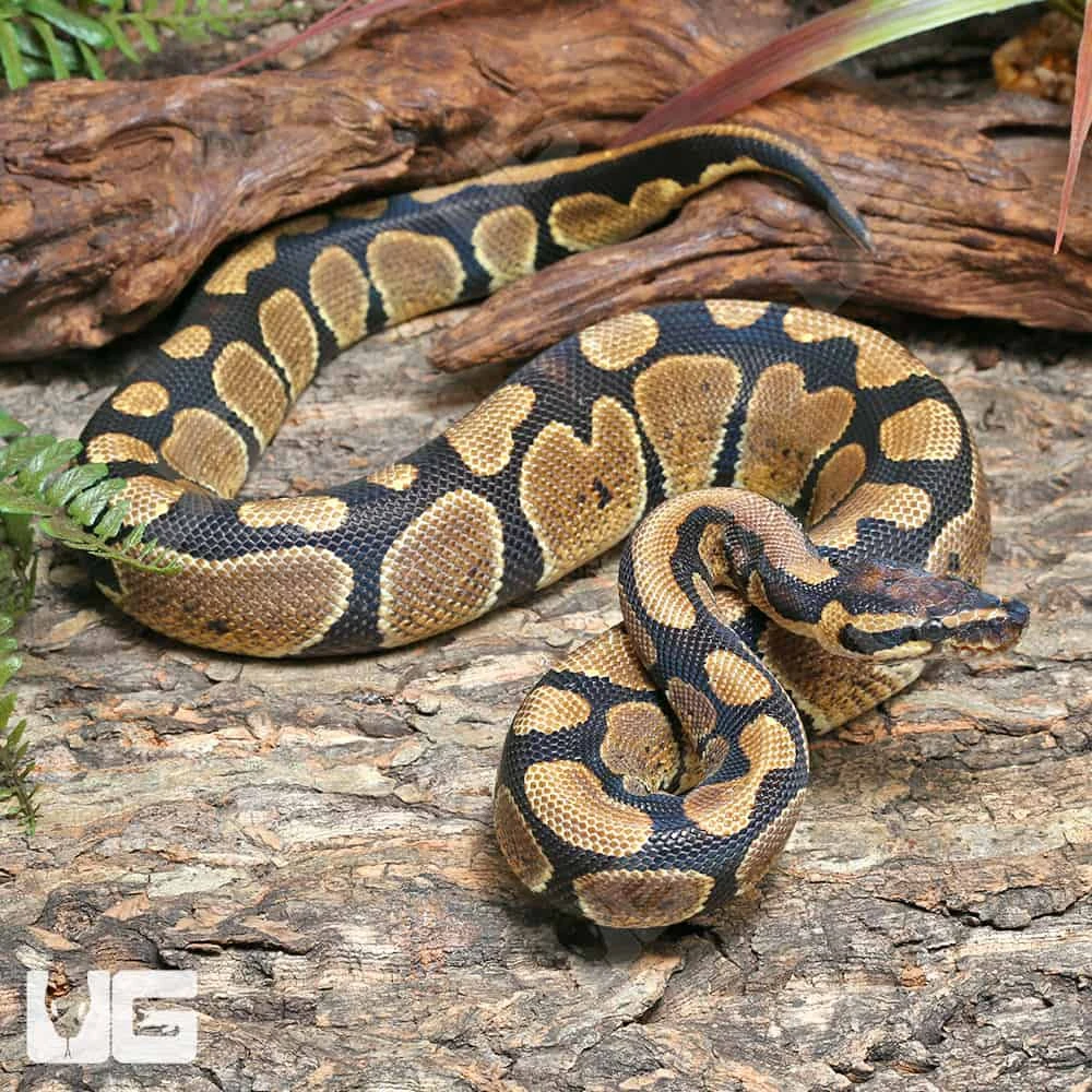 Male Pos Super Mandarin Ball Python #J40 - Image 2