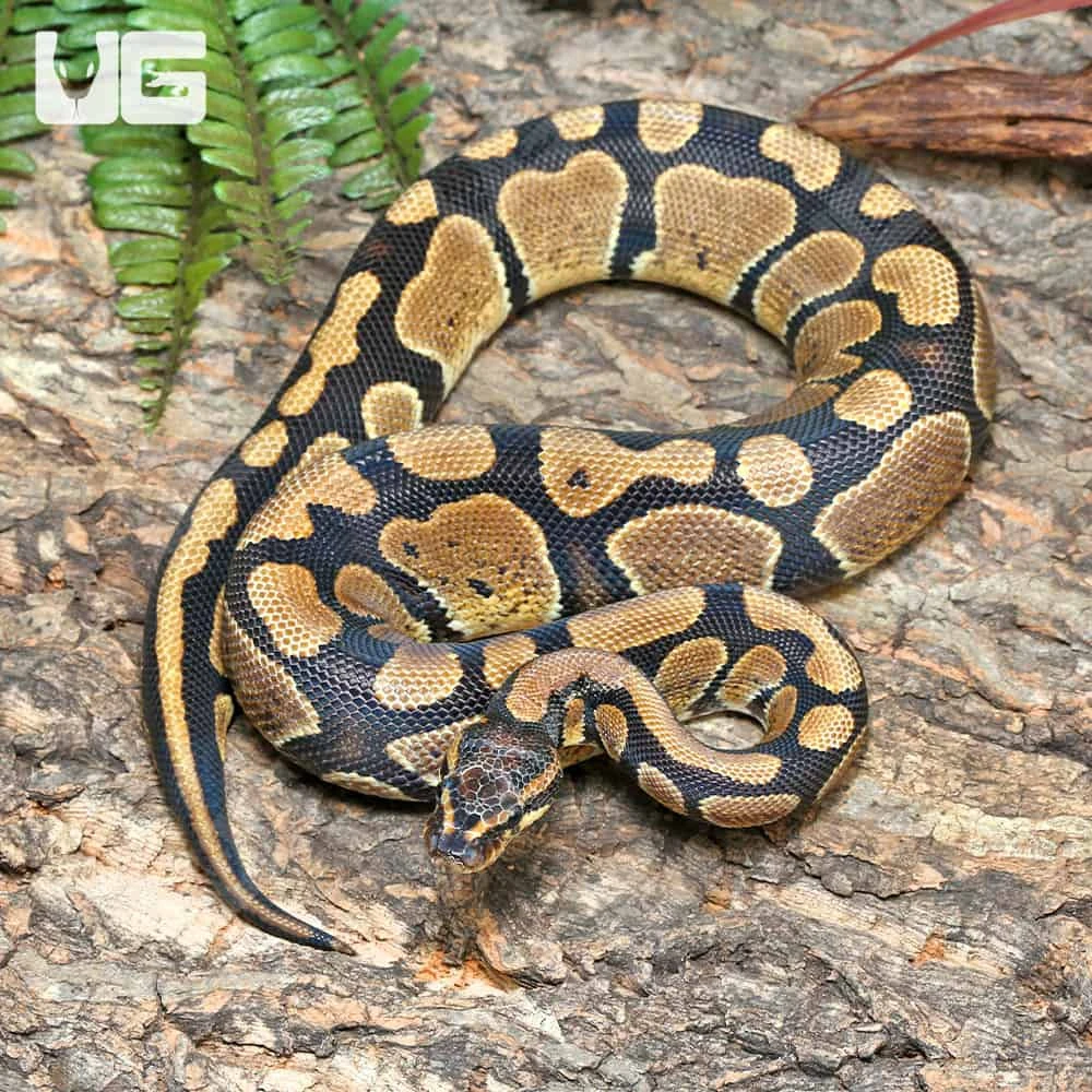 Male Pos Super Mandarin Ball Python #J40 - Image 3