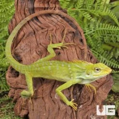 Maned Forest Lizard