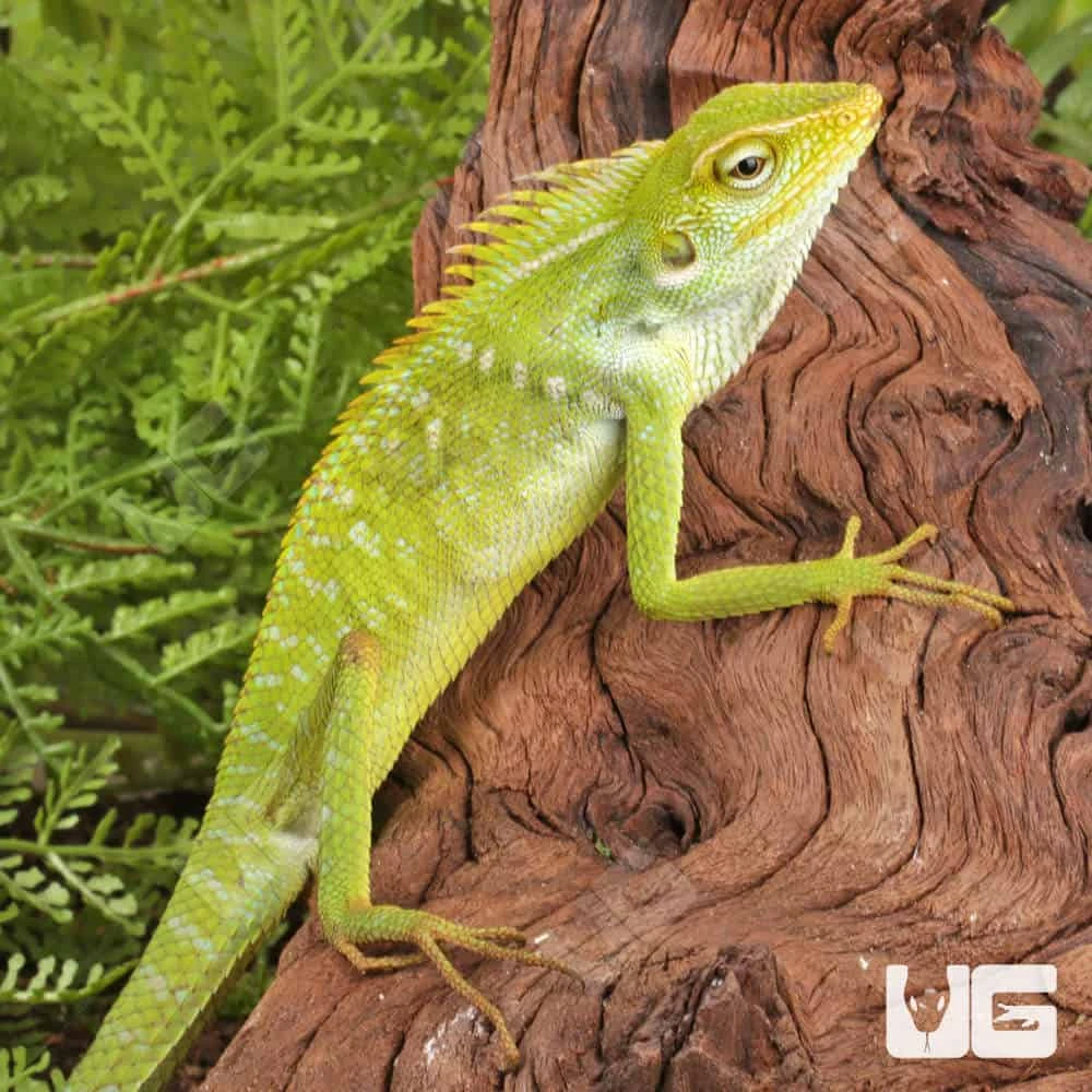 Maned Forest Lizard - Image 3