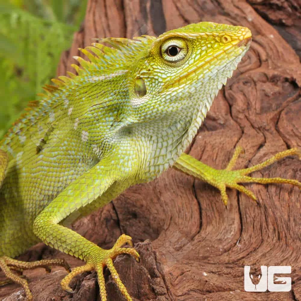 Maned Forest Lizard - Image 2